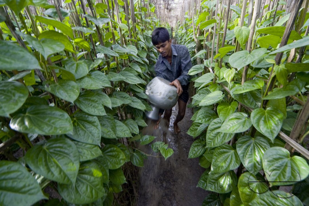 Betel leaf_Bangladesh