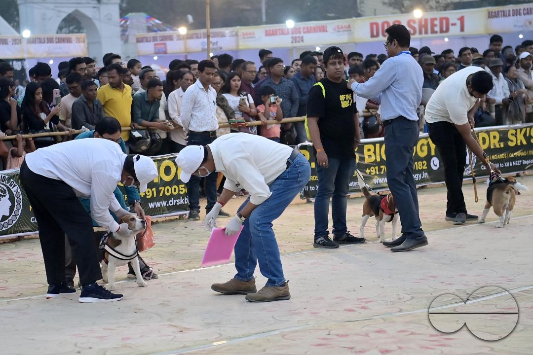 Judges are checking the dogs during the Agartala Dog Carnival-2024, organized by Tripura Veterinary Doctors Association & Pawsome (A social organisation) at Agartala