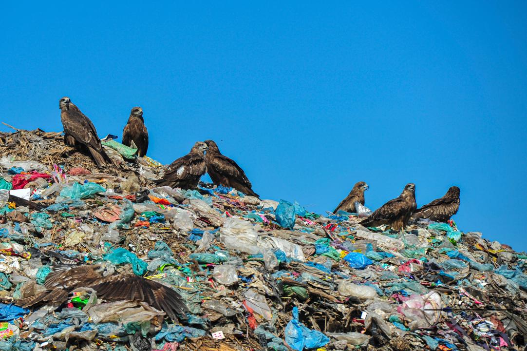 Falcon Hawks searching for food at Sylhet's Parairchak garbage dump yard in Sylhet