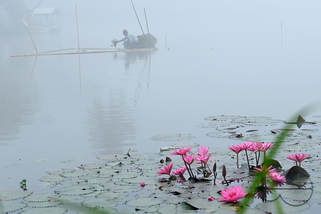 A worker collects plankton on a foggy morning at the MBB College lake at Agartala