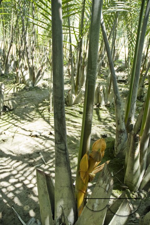 NIpa Palm: Golpata