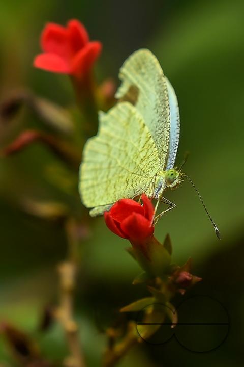 A butterfly is collecting nectar from a flower in Agartala