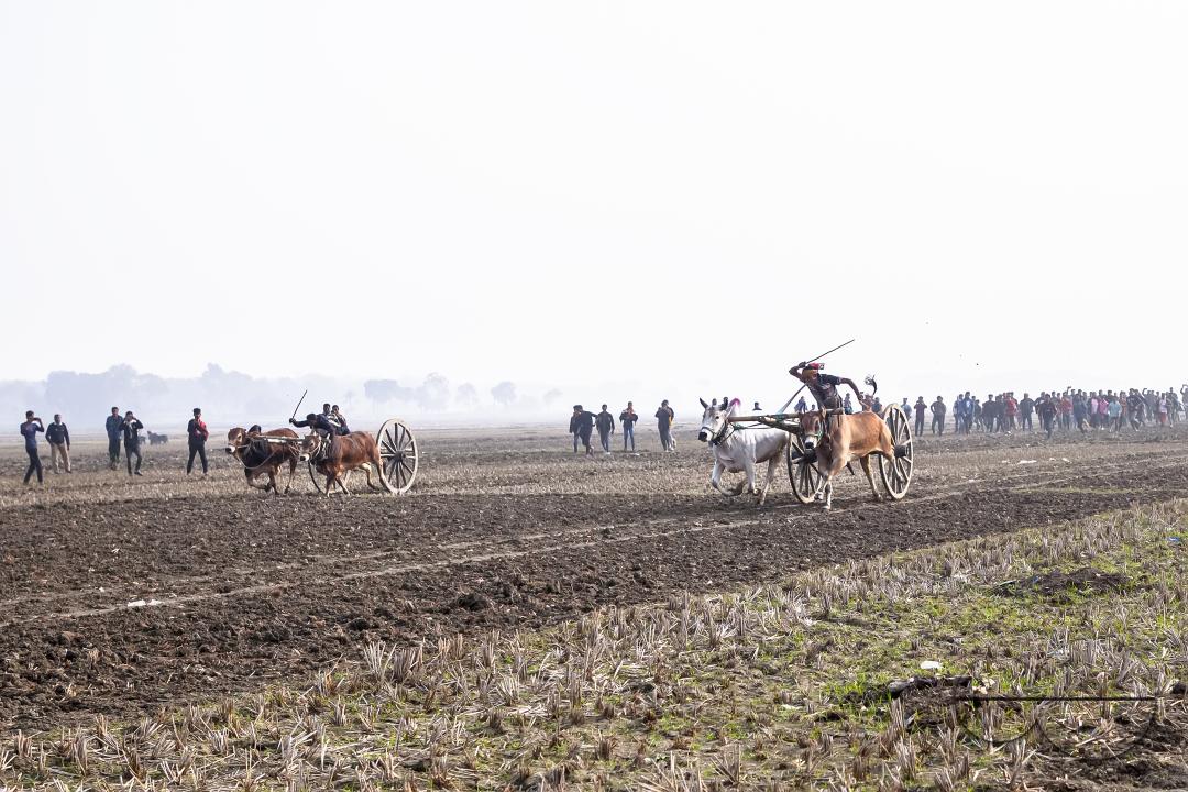 Bullock-carts traditional racing competition at a rural area in Jessore