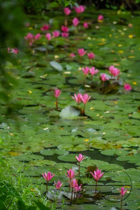 Monsoon flowers, water lotuses are blooming at the MBB College Lake at Agartala
