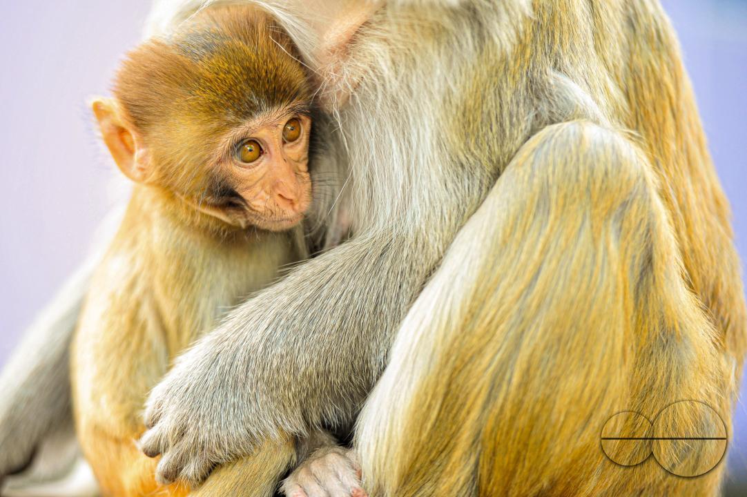 The Rhesus Macaque monkey on the streets of Sylhet