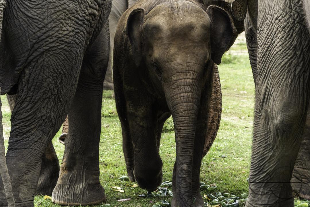 A baby elephant among a group of elephants, at the Elephant Nature Park, a rescue and rehabilitation sanctuary for animals that have been abused and exploited, in Chiang Mai, Thailand.