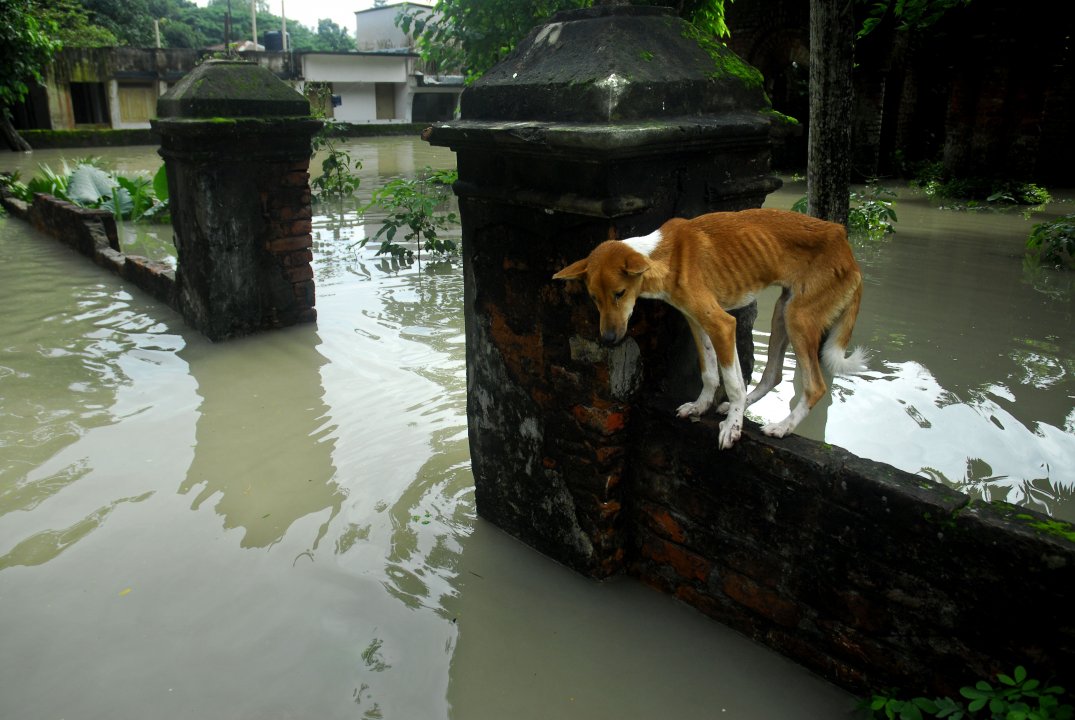 Huge damage at Sirajgonj because of flood