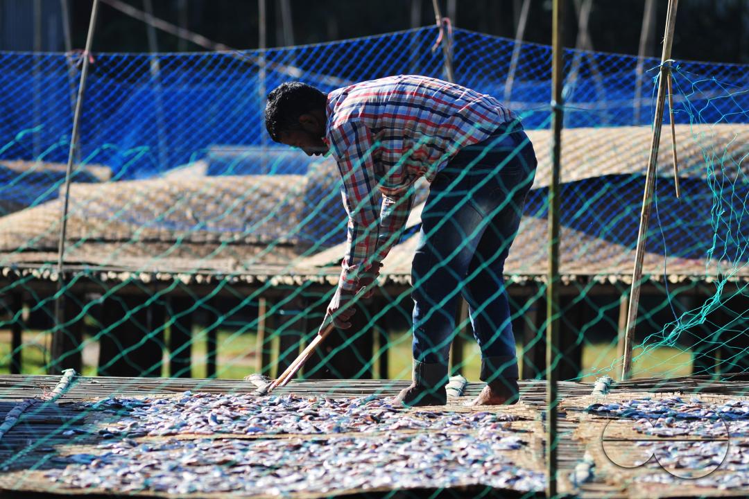 Workers are busy processing dried fish at the Lama Kazi area of Sylhet