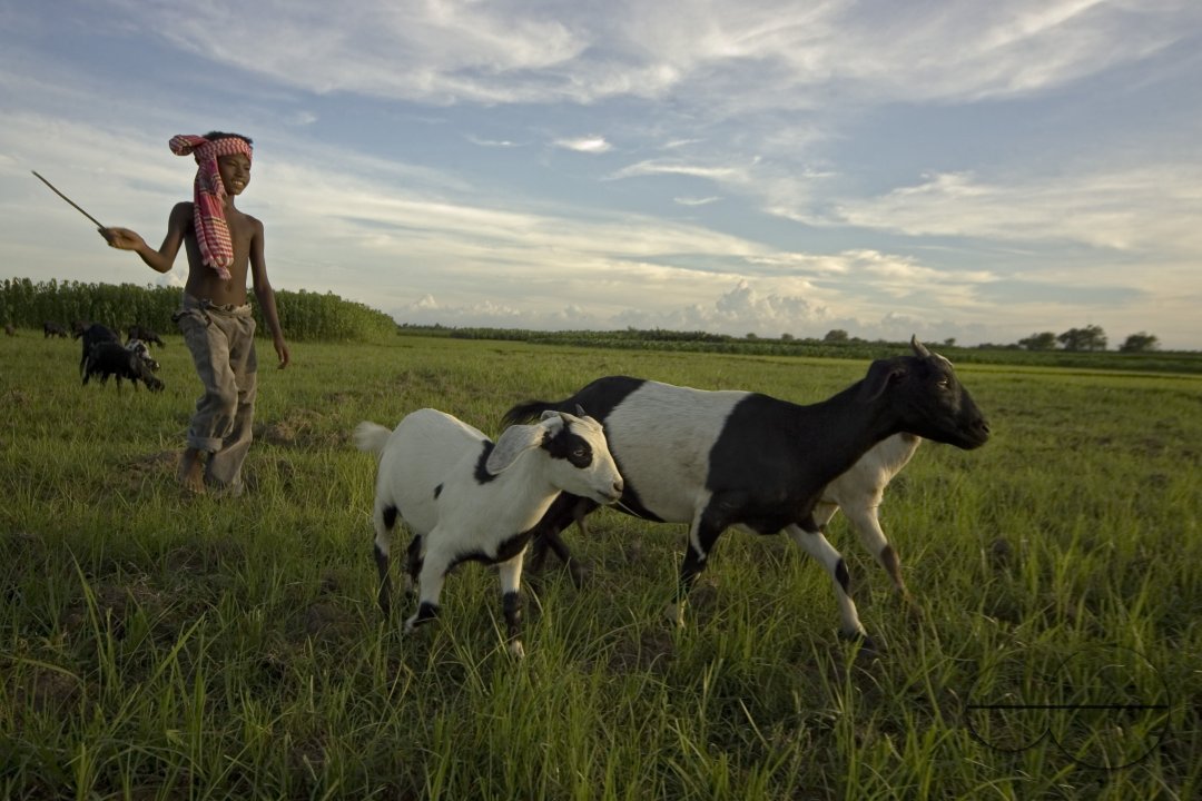 Graze goat: Bangladesh