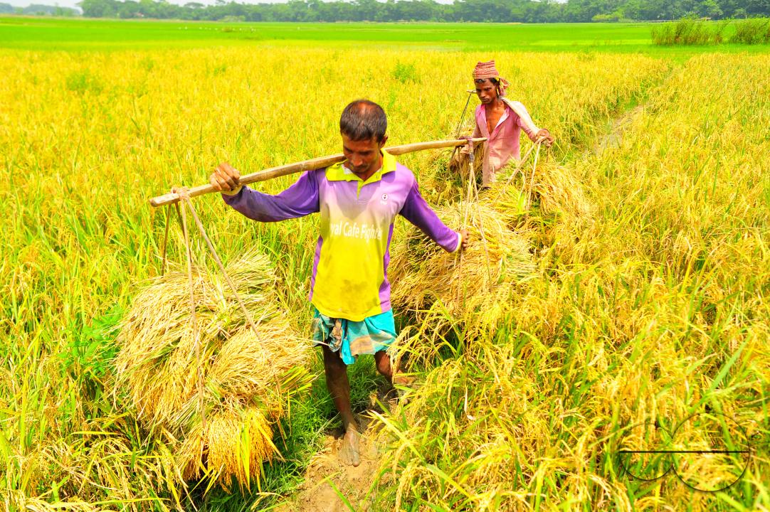 Farmers harvesting Aman Paddy in the moiarchor area of Sylhet