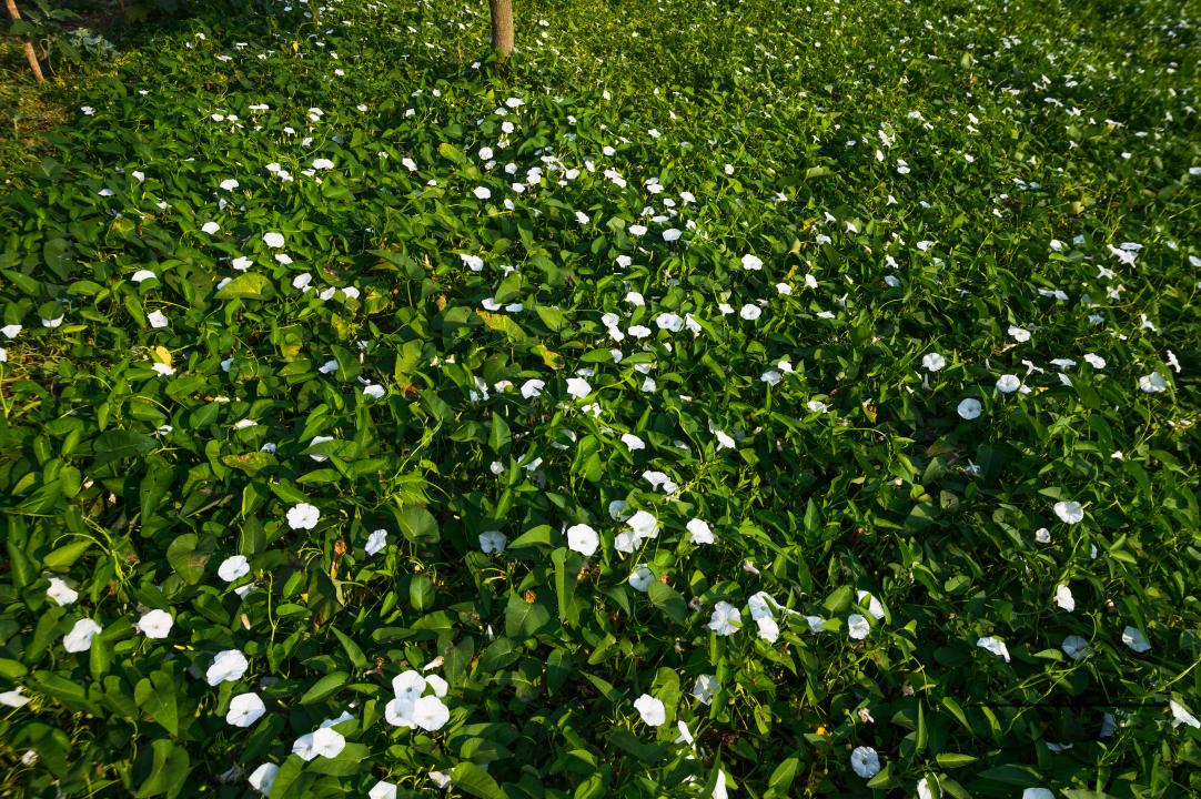 Water spinach is a semi-aquatic, tropical plant grown as a vegetable for its tender shoots