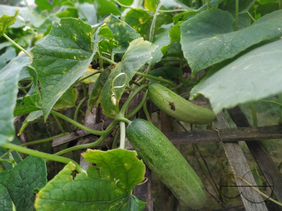 People plant vegetable and fruit trees for food at the Balukhali refugee camp
