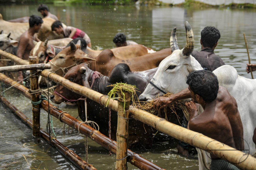 Cow Market