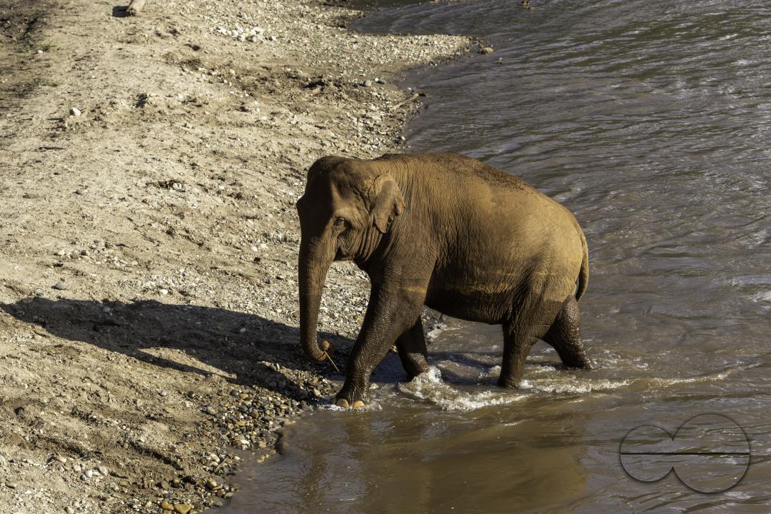 An elephant is coming out from a bath in the river, at the Elephant Nature Park, a rescue and rehabilitation sanctuary for animals that have been abused and exploited, in Chiang Mai, Thailand.