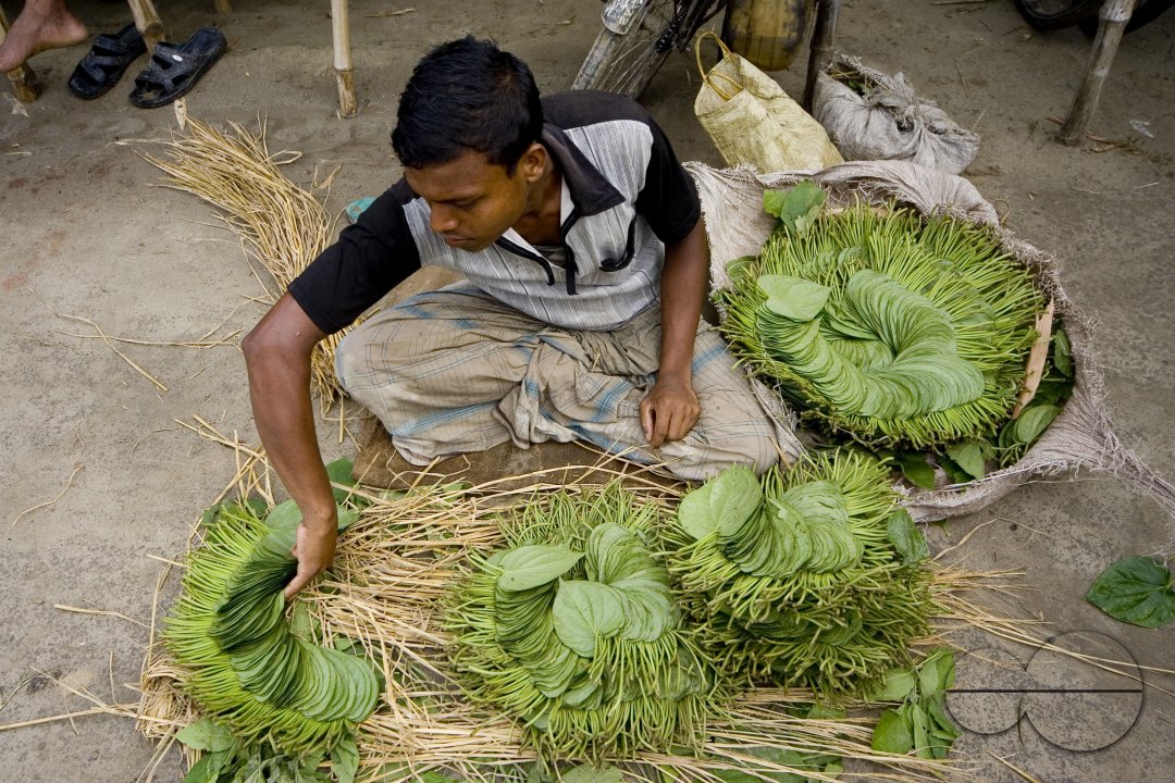 Betel leaf_Bangladesh