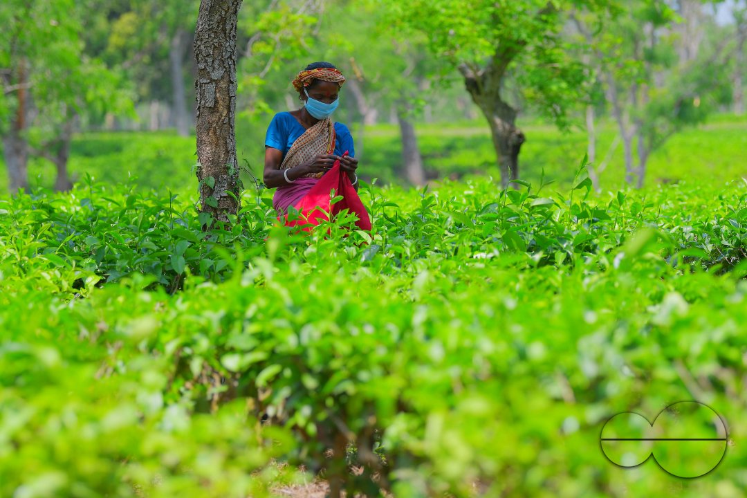 Tea garden workers during lockdown
