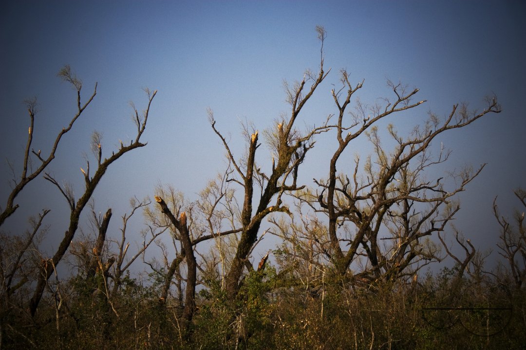 MWC004278