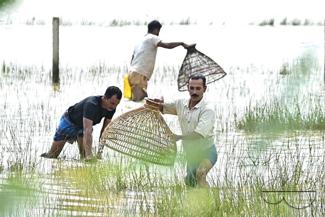 People fishing in a flooded agricultural field using traditional fishing methods in Bishalgarh, 17km away from Agartala