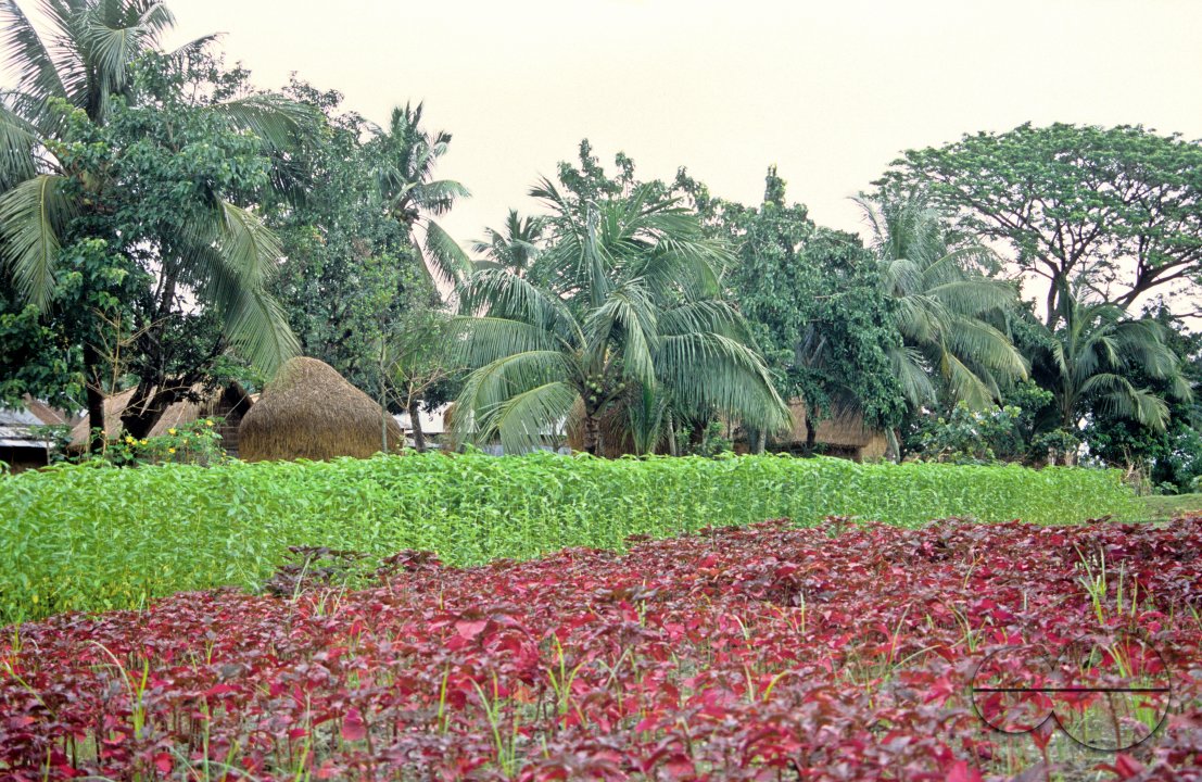 MWC018068