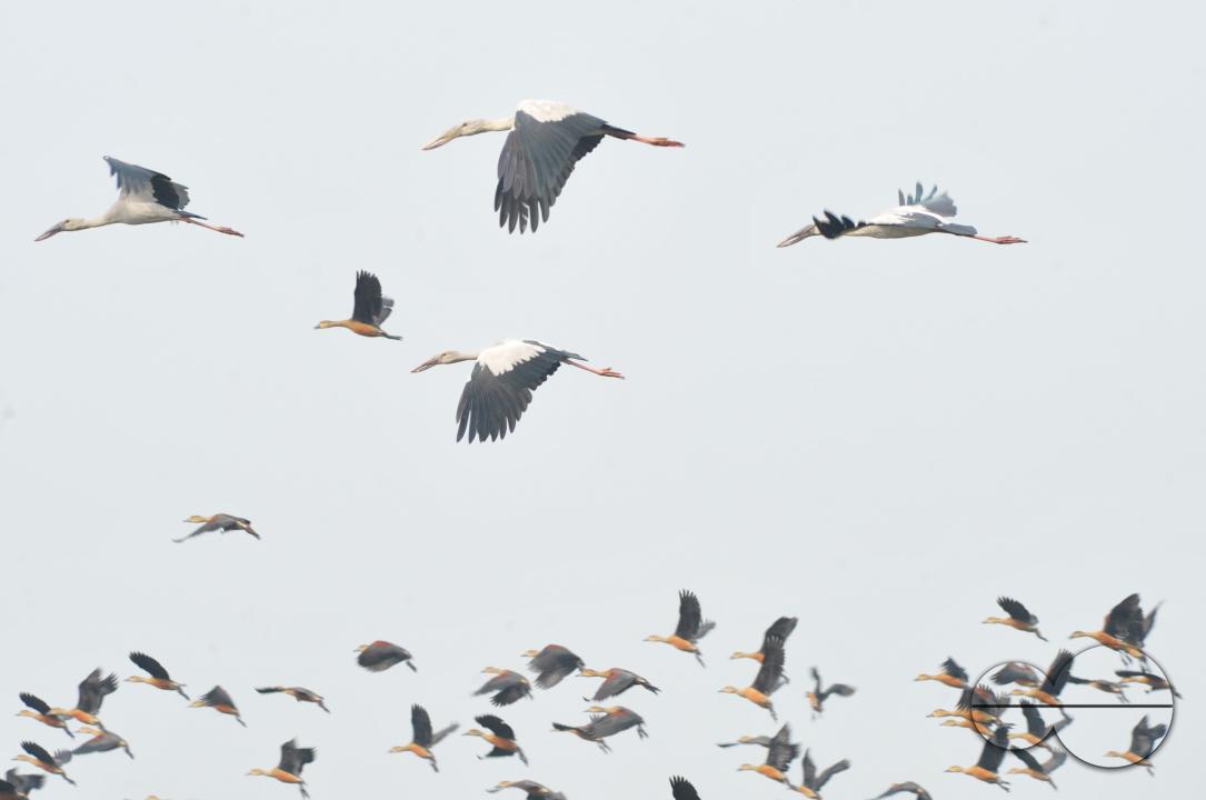 On a foggy winter morning in Jaintapur Upazila in the foothills of Meghalaya bordering Bangladesh, Snail-Shelled birds are roaming in Dibir Haor