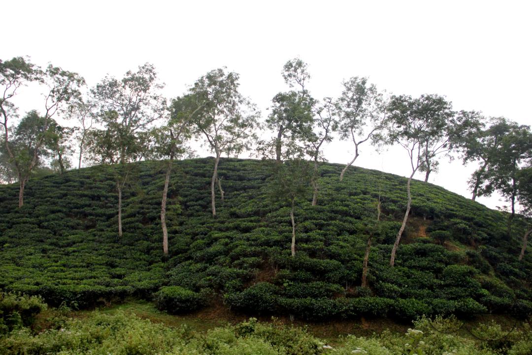 Tea plantation at a rural village in Bangladesh.