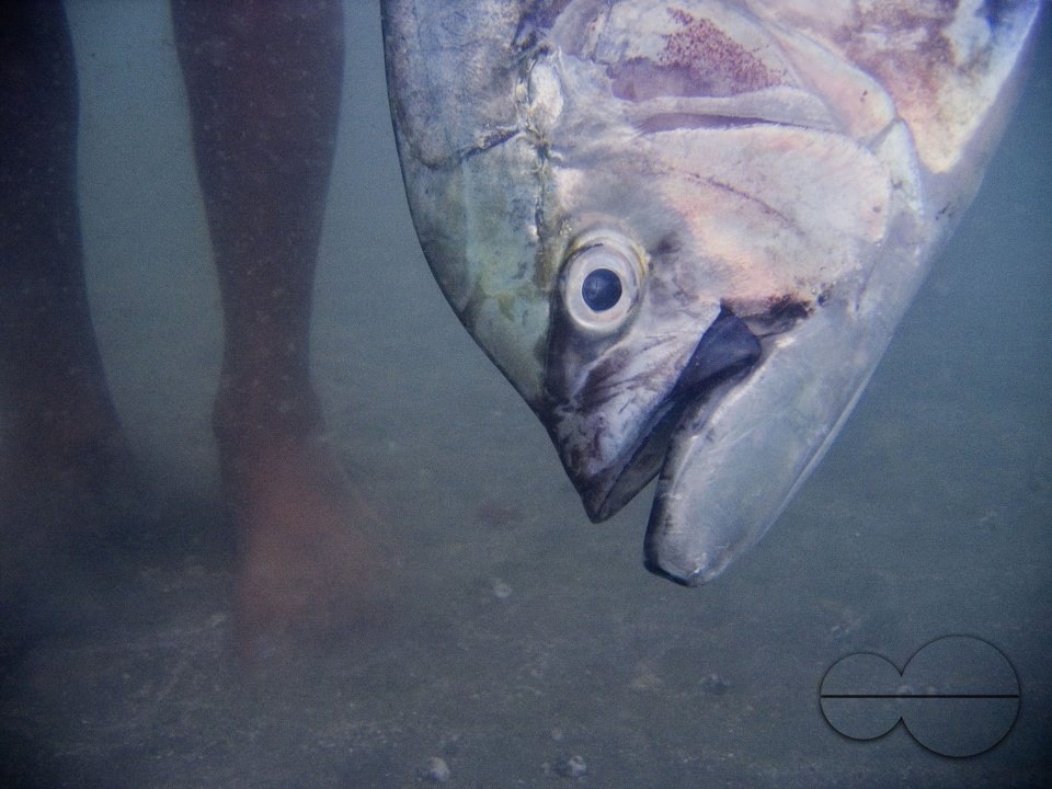 Looking through Fish-Eyes