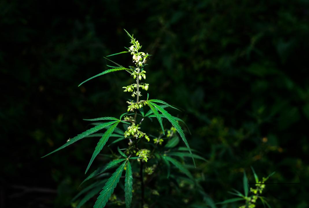Cannabis sativa is an annual herbaceous flowering plant