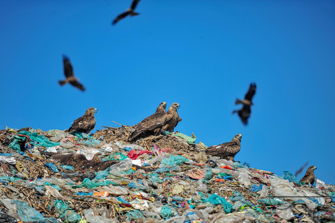 Falcon Hawks searching for food at Sylhet's Parairchak garbage dump yard in Sylhet