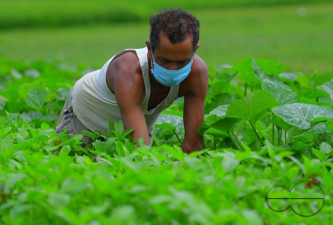 Agriculture, during lockdown