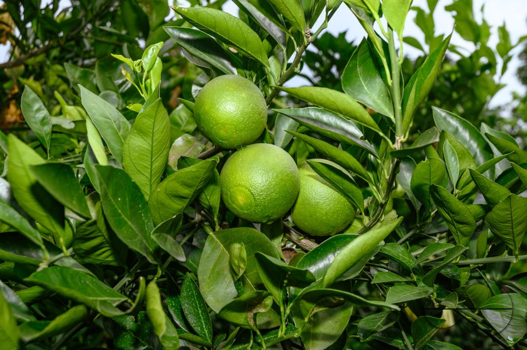 Sweet Malta Orange Fruit Plant or Sweet Malta Lemon is a delicious and easy-to-peel fruit; rich in vitamins, minerals, and antioxidants, and is generally described as tasting like molasses