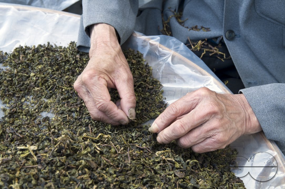 CHINA Sorting tea leaves and preparing them for packing  after harvest  in Fujian province.