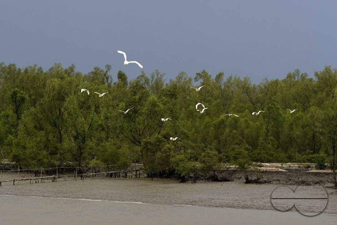 Bird_Bangladesh