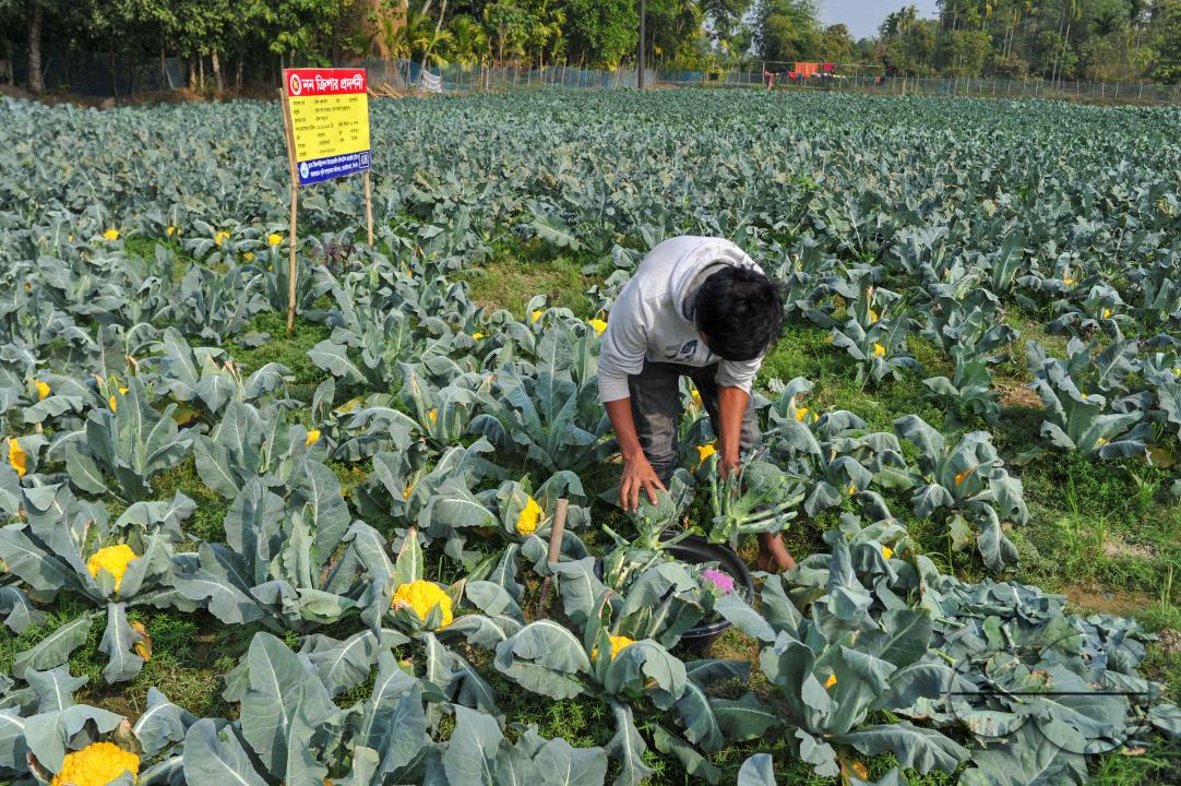 A young farmer with Valentina and Corotina, 2 varieties of cauliflower, which are Anti-diabetic and anti-cancer grown on his fields