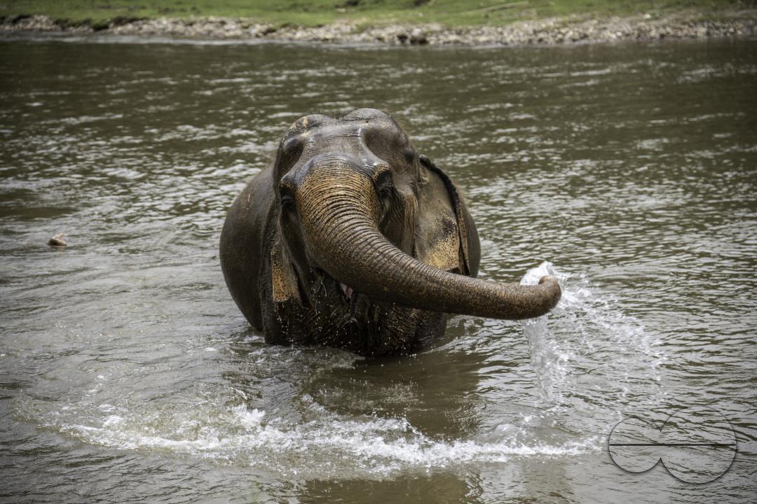 An elephant is seen playing with water in the river, at the Elephant Nature Park, a rescue and rehabilitation sanctuary for animals that have been abused and exploited, in Chiang Mai, Thailand.