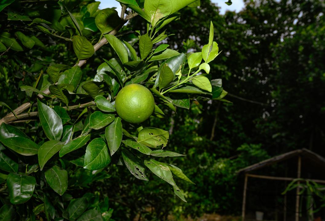 Sweet Malta Orange Fruit Plant or Sweet Malta Lemon is a delicious and easy-to-peel fruit; rich in vitamins, minerals, and antioxidants, and is generally described as tasting like molasses
