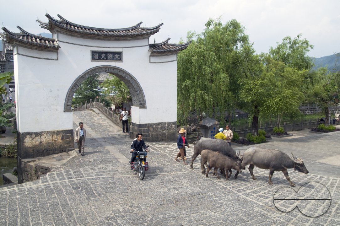 CHINA Peasants and bullocks returning home after work during harvest time in Yunnan province.