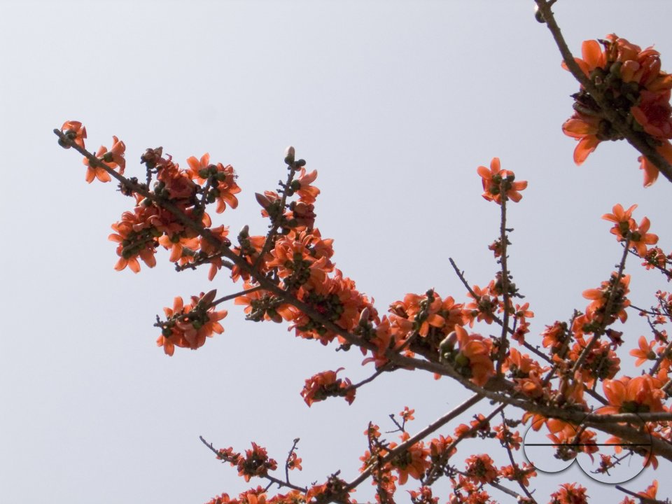 Silk cotton tree flower