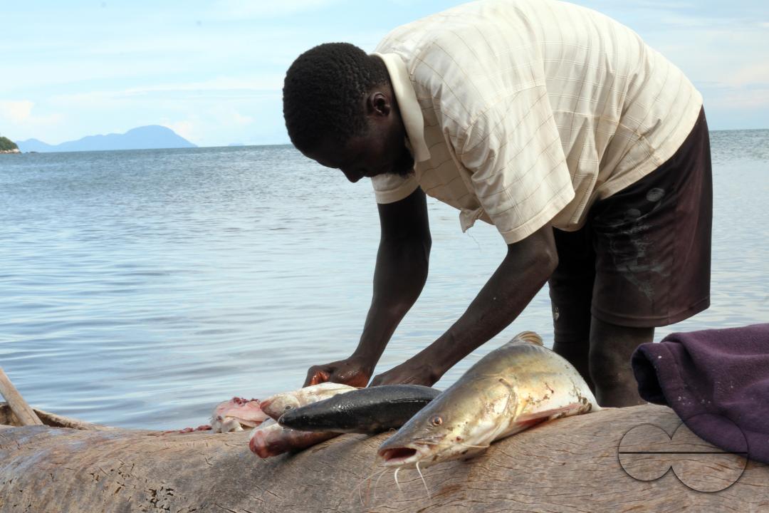 A fisherman displays a variety of fish on his canoe at Senga Bay, Lake Malawi