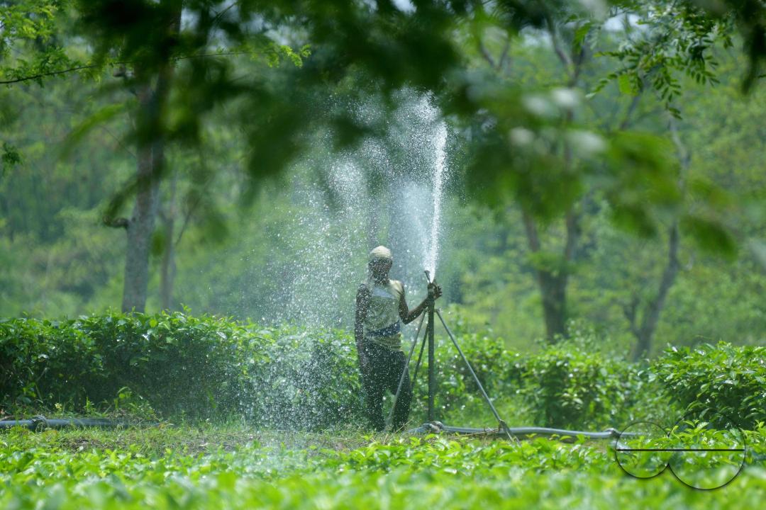 A worker skilfully operates a sprinkler irrigation system, nourishing the Durga Bari tea garden at the onset of the dry season