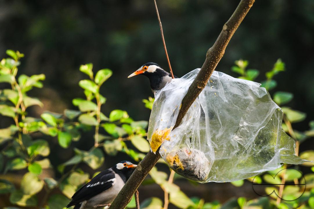 A polythene bag of food is stuck on a tree