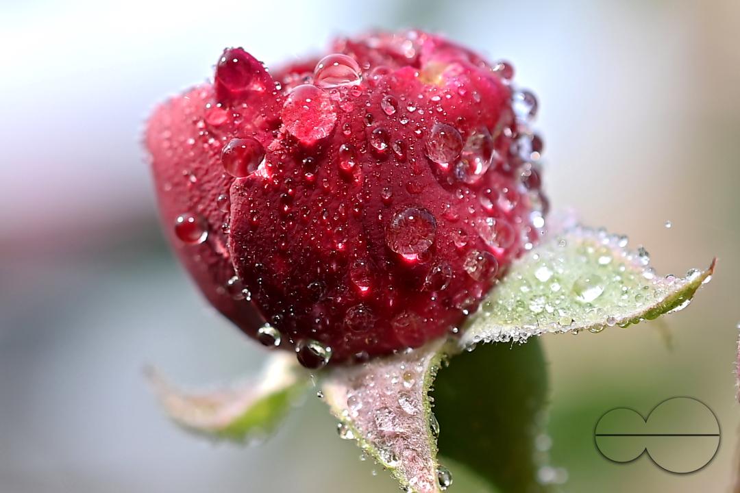 Dew drops on the leaves and flowers on a winter morning at Agartala, the capital city of India's northeastern state of Tripura