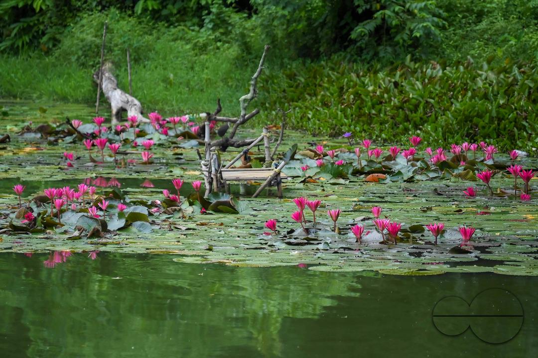 Monsoon flowers, water lotuses are blooming at the MBB College Lake at Agartala