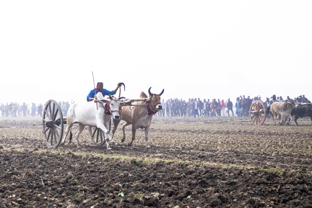 Bullock-carts traditional racing competition at a rural area in Jessore