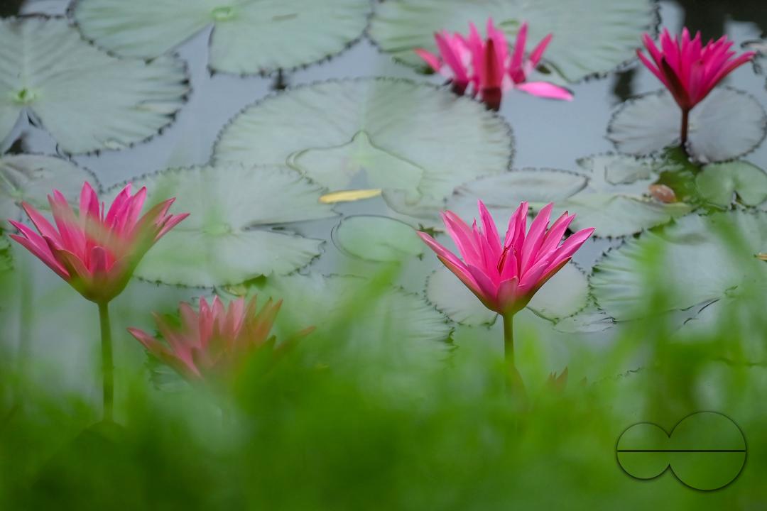Monsoon flowers, water lotuses are blooming at the MBB College Lake at Agartala