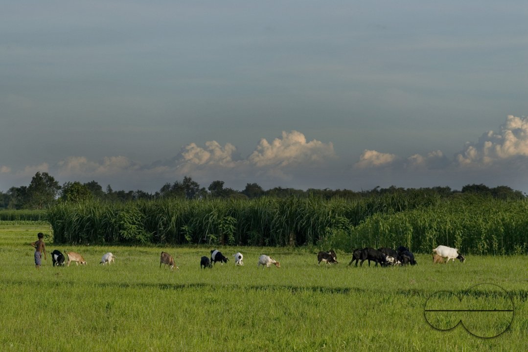 Graze goat: Bangladesh