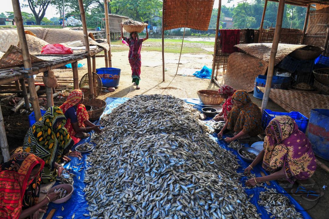 Workers are busy processing dried fish at the Lama Kazi area of Sylhet