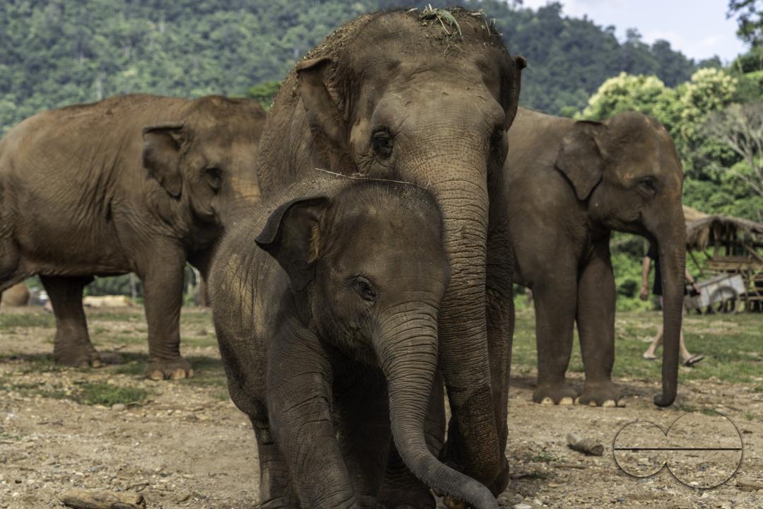 A female elephant is caring for her baby, at the Elephant Nature Park, a rescue and rehabilitation sanctuary for animals that have been abused and exploited, in Chiang Mai, Thailand.