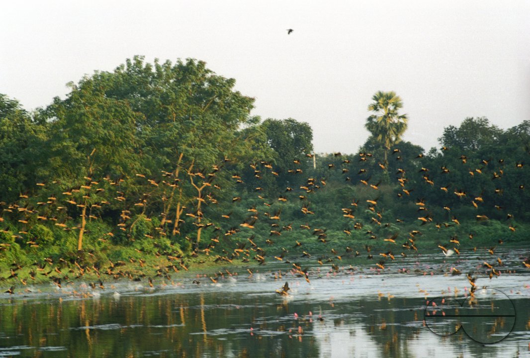 MWC005055