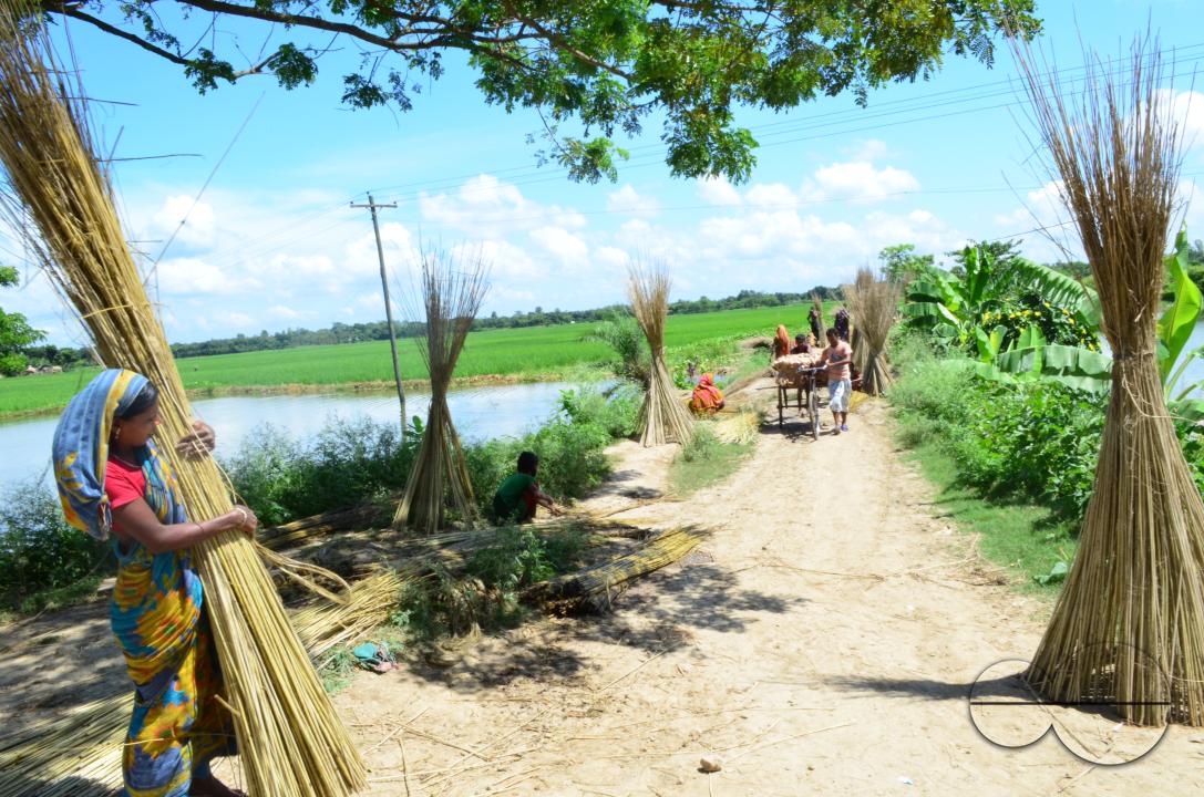 Farmers in Pabna have found an added income from selling jute sticks from jute fibres in the area, thanks to the rise of its commercial use