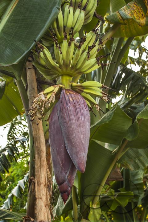 Banana flowers on Banana tress in Khulna, Bangladesh